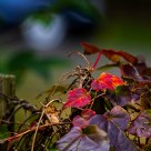 Change Of Season
