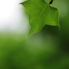 Green Leaf
