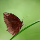 Brown in the Green