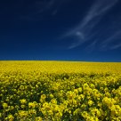 Rapeseed