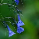 Bluebells