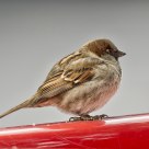 Sparrow in red