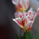 Glowing Tulips