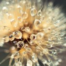Dandelion & water drops