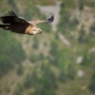 Gyps fulvus (Griffon Vulture)
