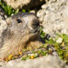 Alpine marmot