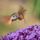 Hummingbird HawkMoth