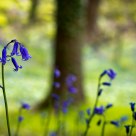 Bluebell