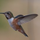 2012 Hummingbird Allen