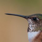 Portrait of Hummingbird 2012