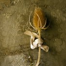 Teasel and texture