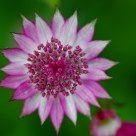 Vibrant Flower