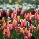 Tulip Festival