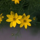Yellow Flowers