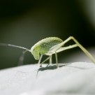 Katydid