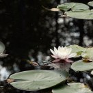 Water lily in a pond in Waldviertel region