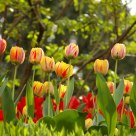 Orange Queen Tulips glowing under the sun
