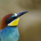 Bee eater