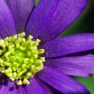 The flower and the insect