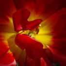 Tulip