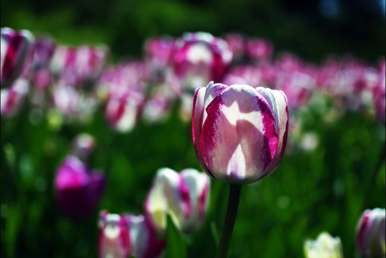 Tulip