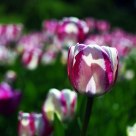 Tulip