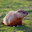 Ground hog
