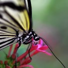 Headshot of a butterfly