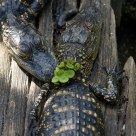 Alligators