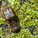Alligator