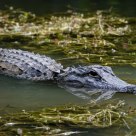 Alligator