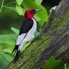 Red-Headed woodpecker -Moss covered tree