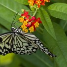 The Paper Kite
