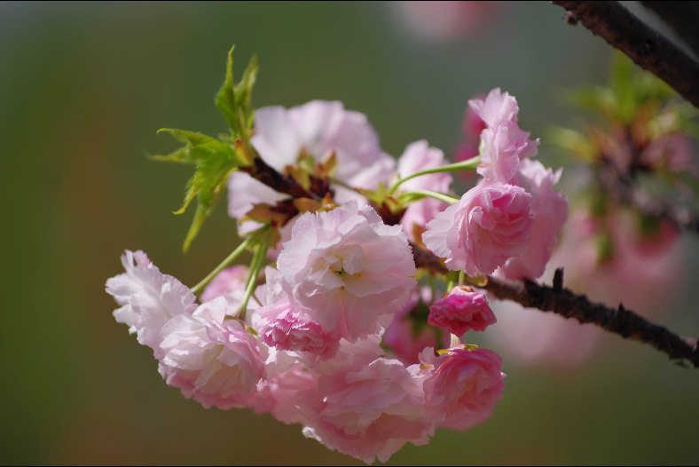 Cheeryful