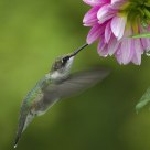 Hungry Hummer
