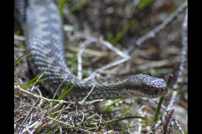            Hoggorm  /  common European viper / Vipera berus