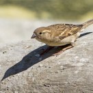 Sparrow