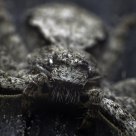 How a small spider really looks like