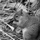 squirrel