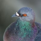 pigeon