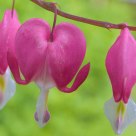 gardenflower