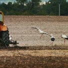 Storks