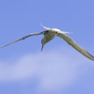 Stern floating in the wind