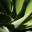 Agave