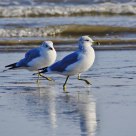 Dancing on Beach