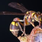 Guarding wasp