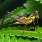 Cricket