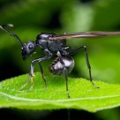 Queen ant