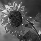 Sunflower in B&W