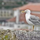 Urban seagull